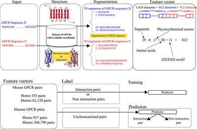 A Web Server for GPCR-GPCR Interaction Pair Prediction